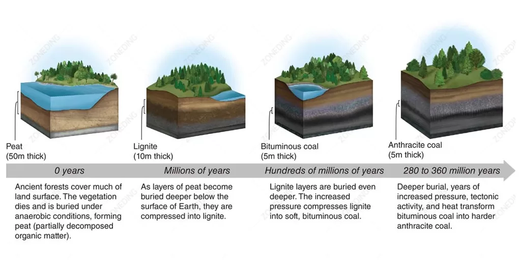 Coal-Formation-Process